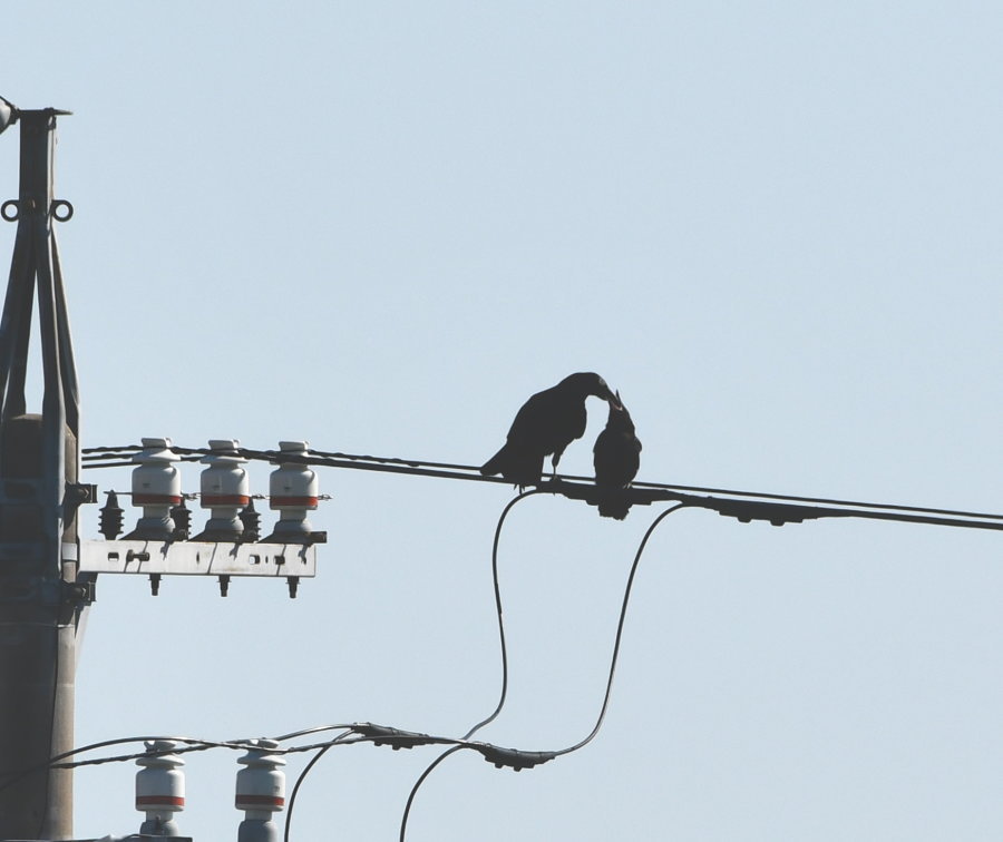 カラスの巣立ち