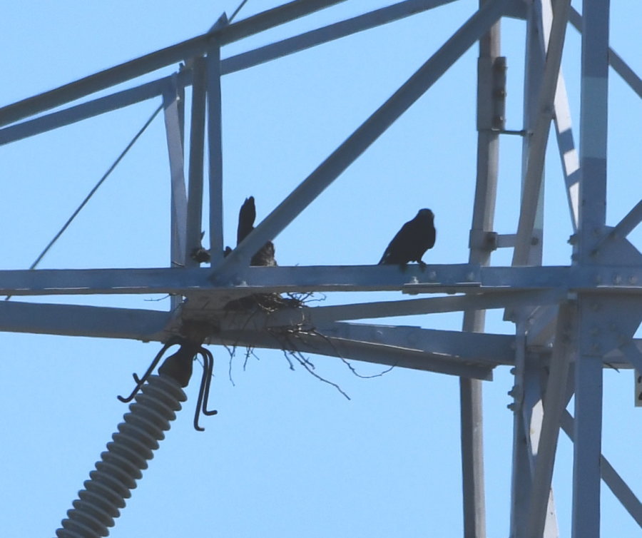 カラスの巣立ち