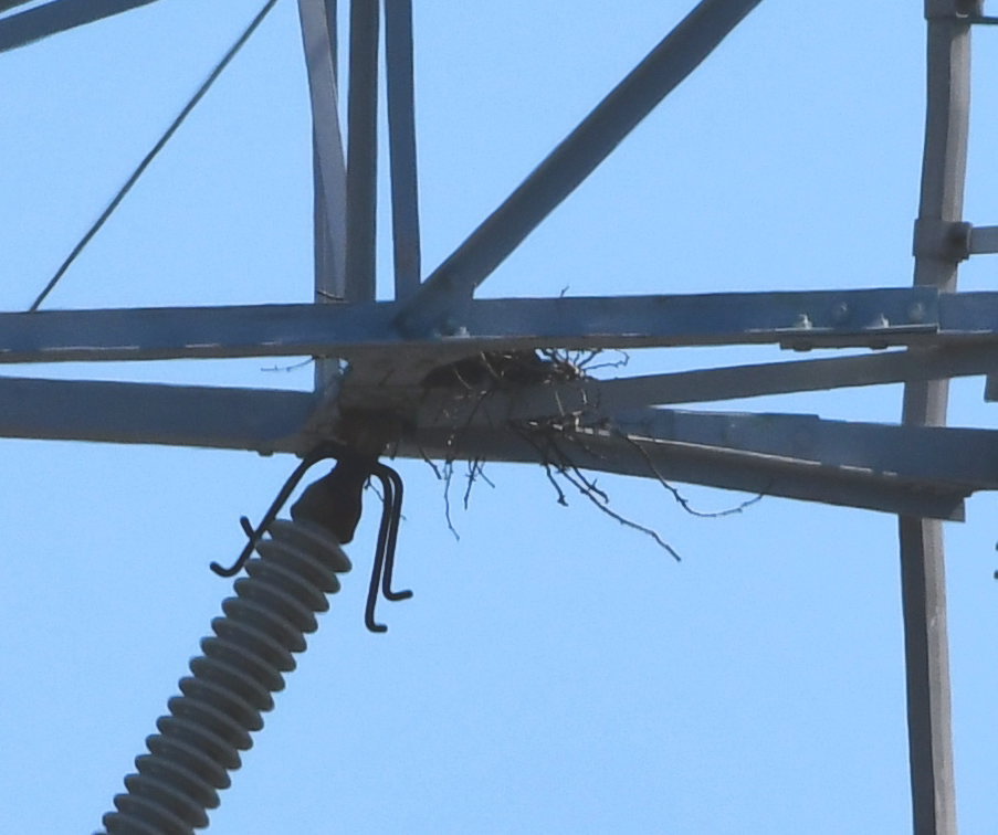 カラスの巣立ち