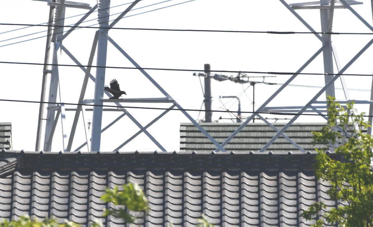 カラスの巣立ち