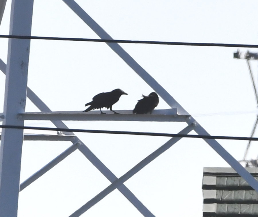 カラスの巣立ち