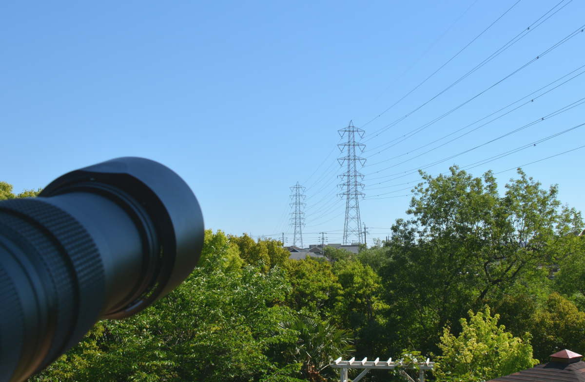 カラスの巣立ち