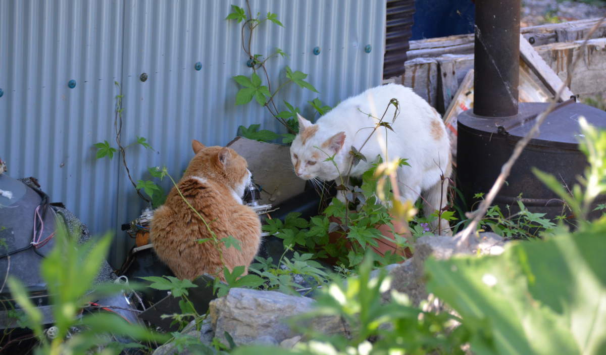 野良猫のハクホウ