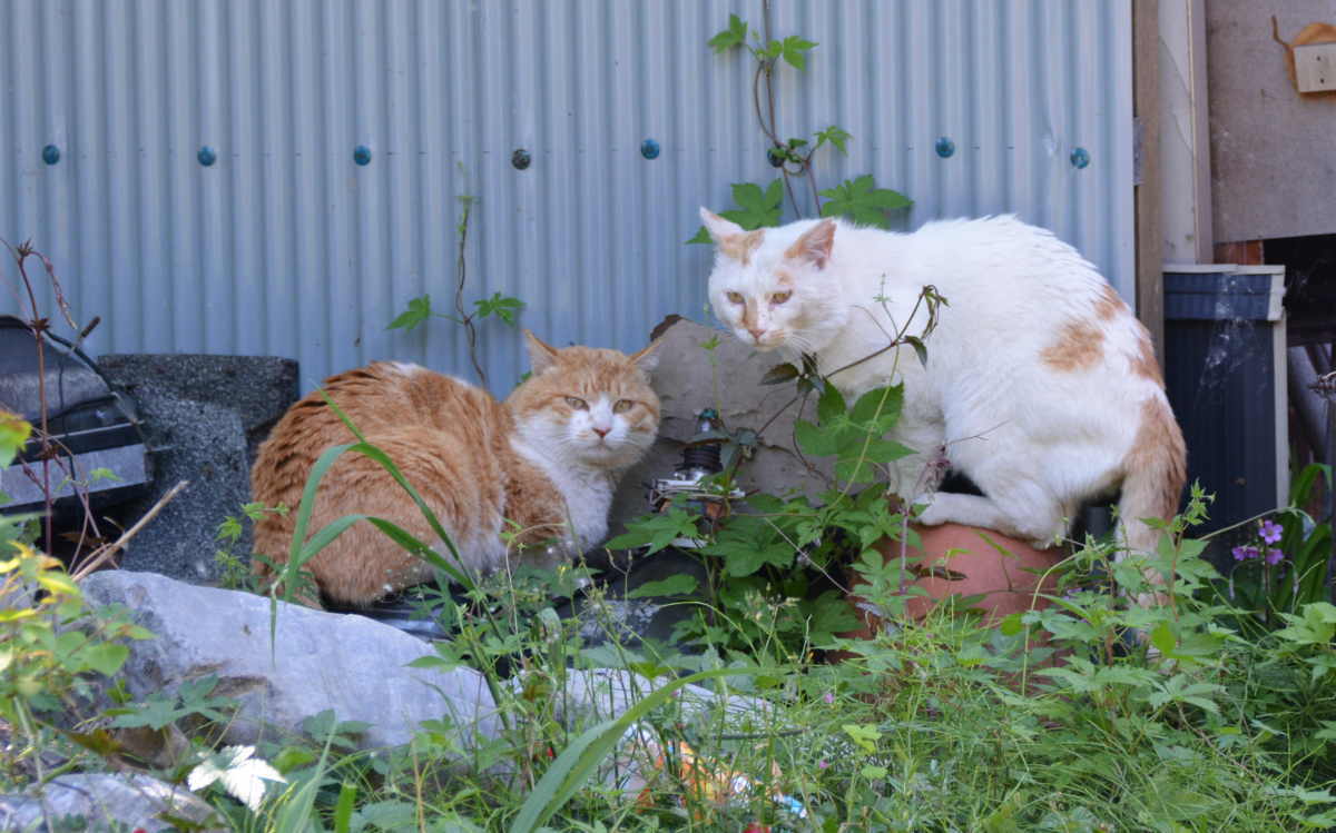 野良猫のハクホウ