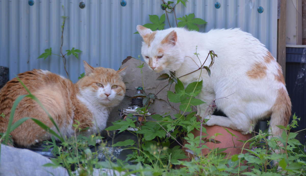 野良猫のハクホウ
