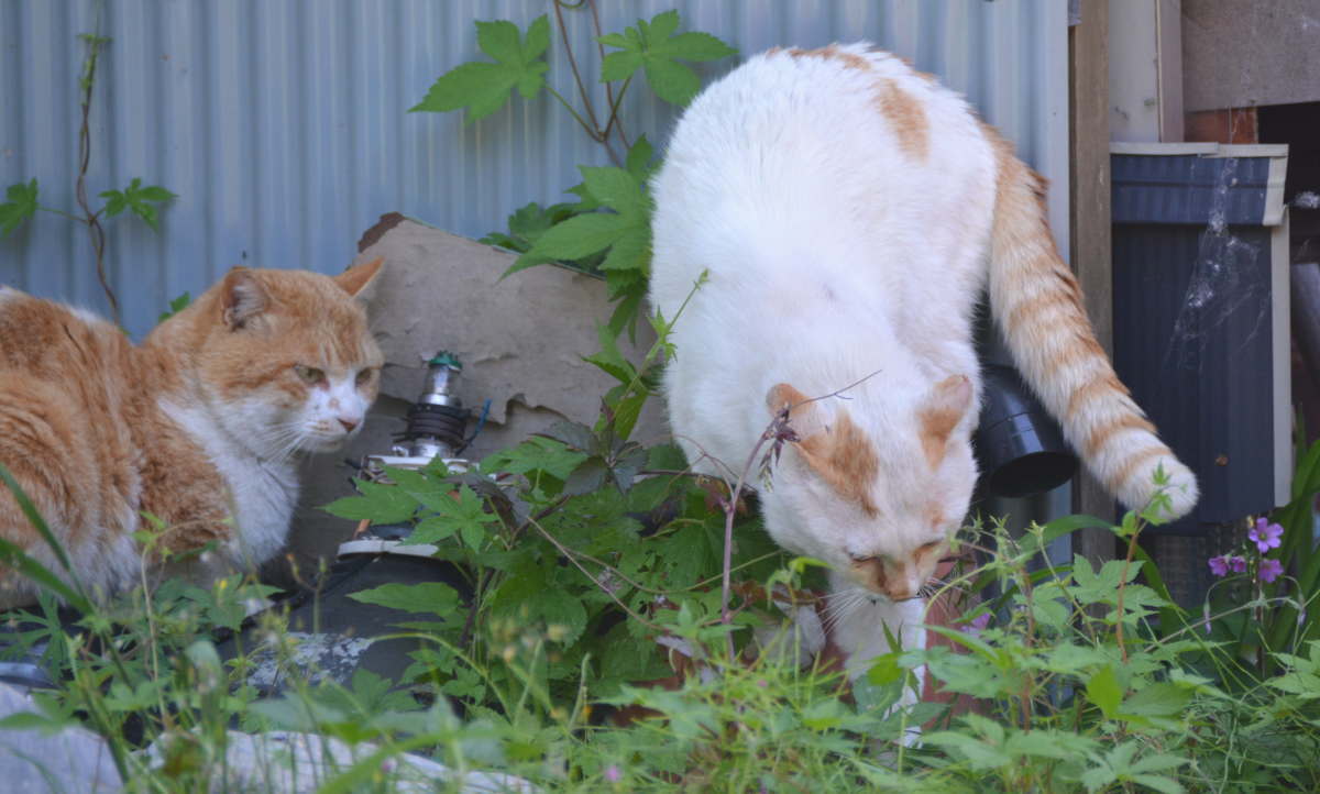 野良猫のハクホウ