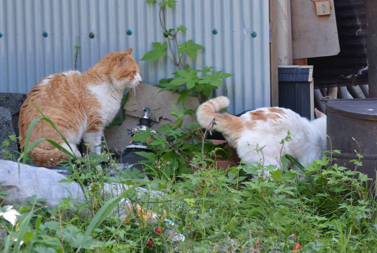 野良猫のハクホウ