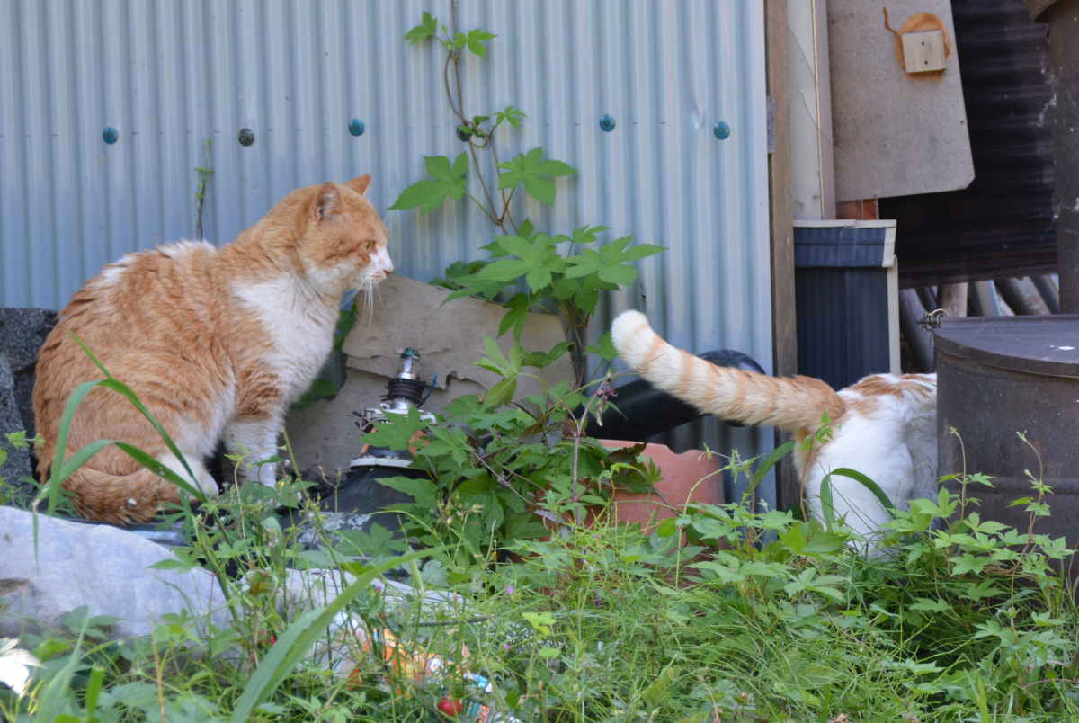 野良猫のハクホウ