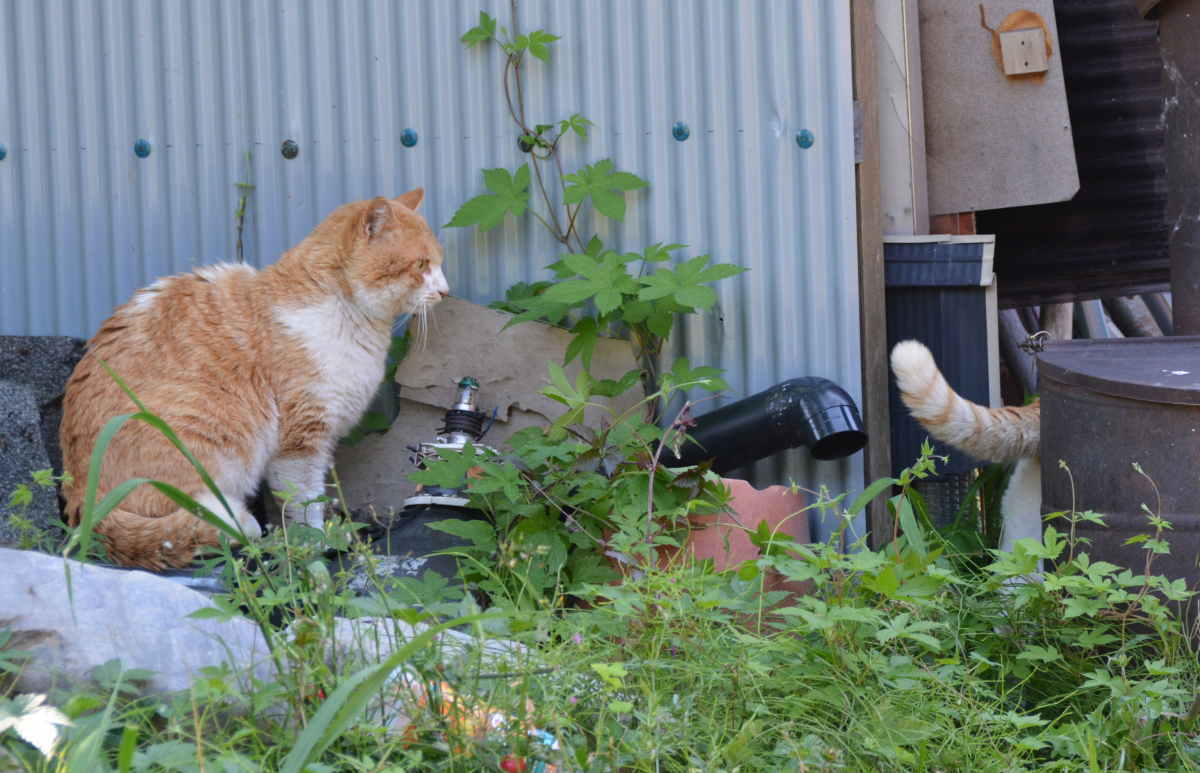 野良猫のハクホウ