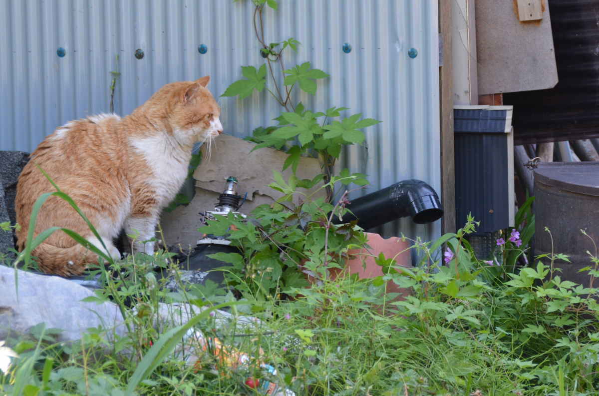 野良猫のハクホウ
