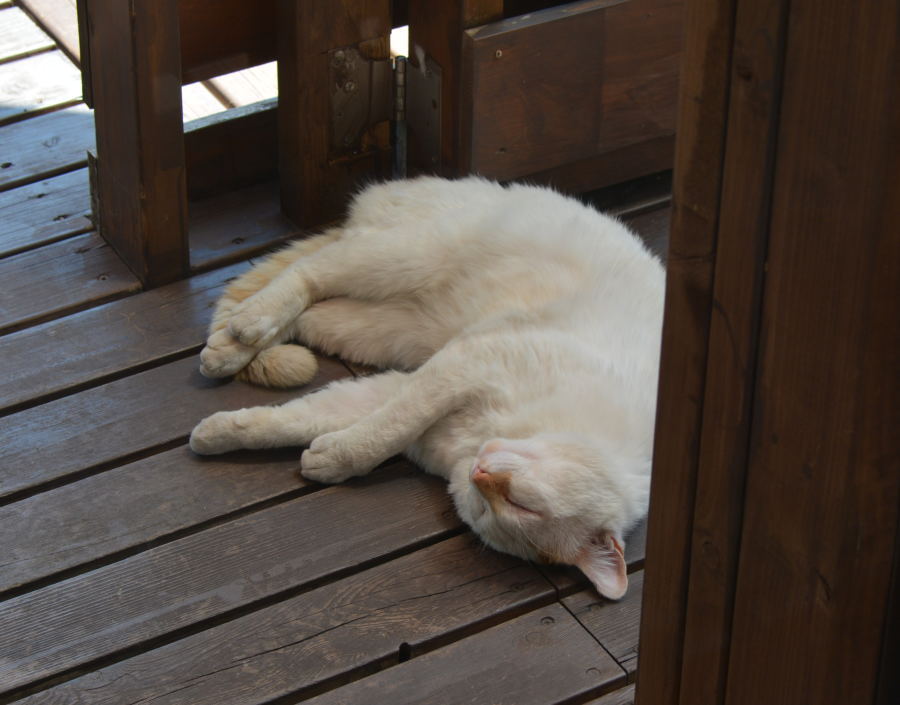 野良猫のハクホウ
