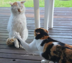 野良猫のハクホウ