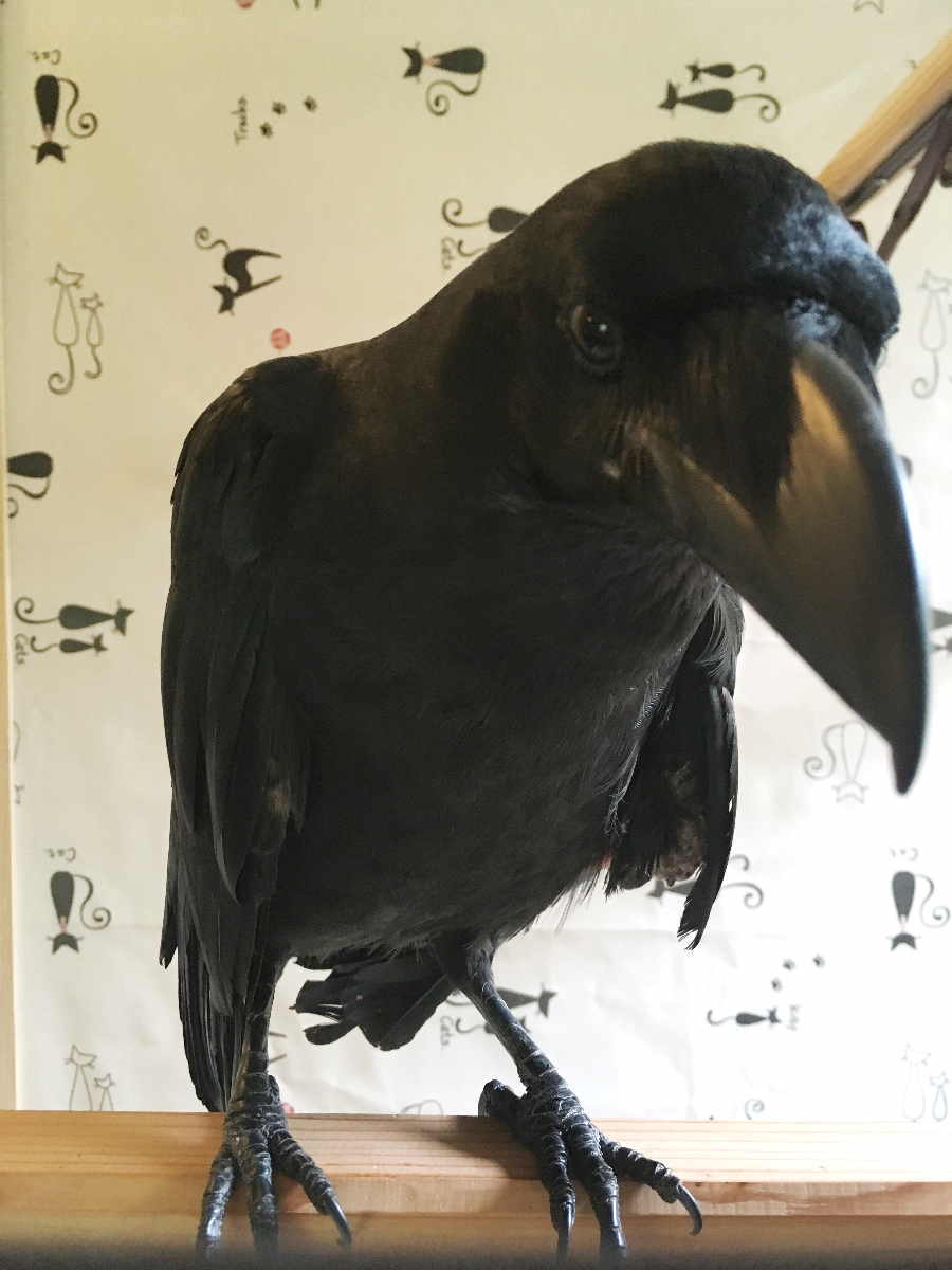 カラスの飼育ケージ