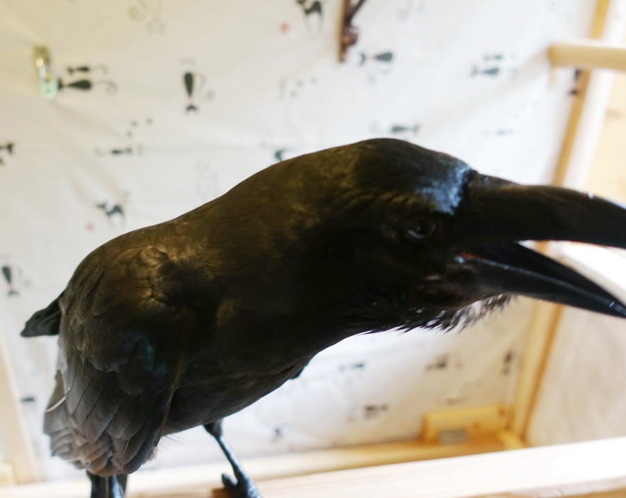 カラスの飼育ケージ