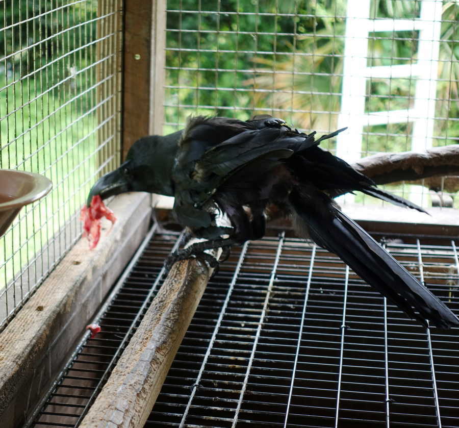 カラスの飼育ケージ