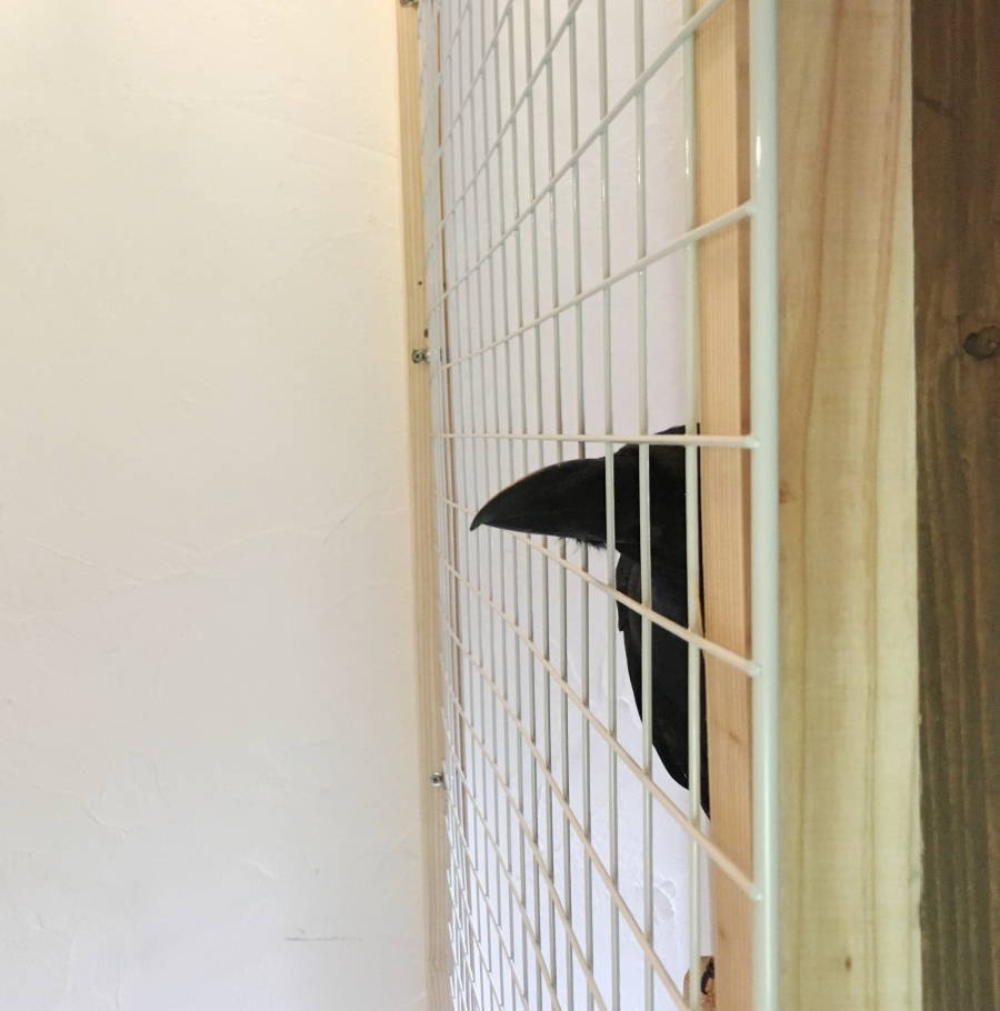 カラスの飼育ケージ