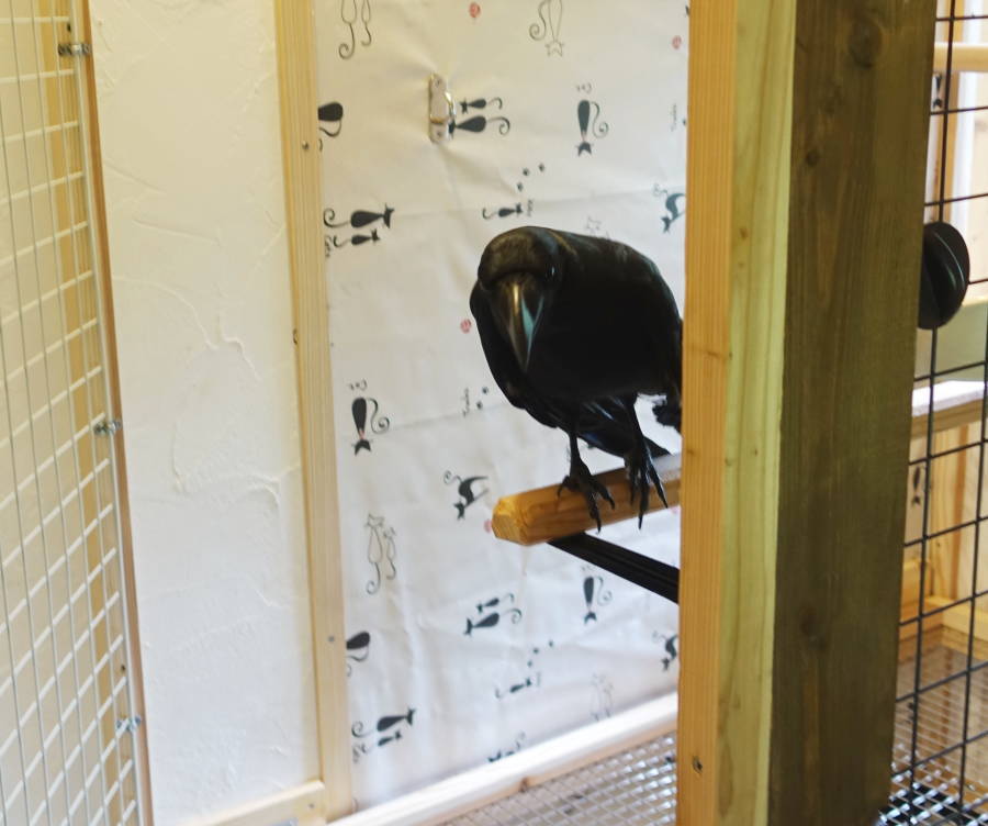 カラスの飼育ケージ