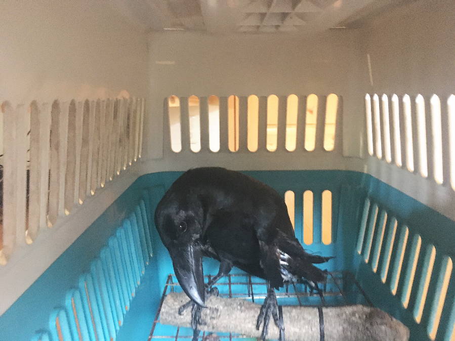 カラスの飼育ケージ