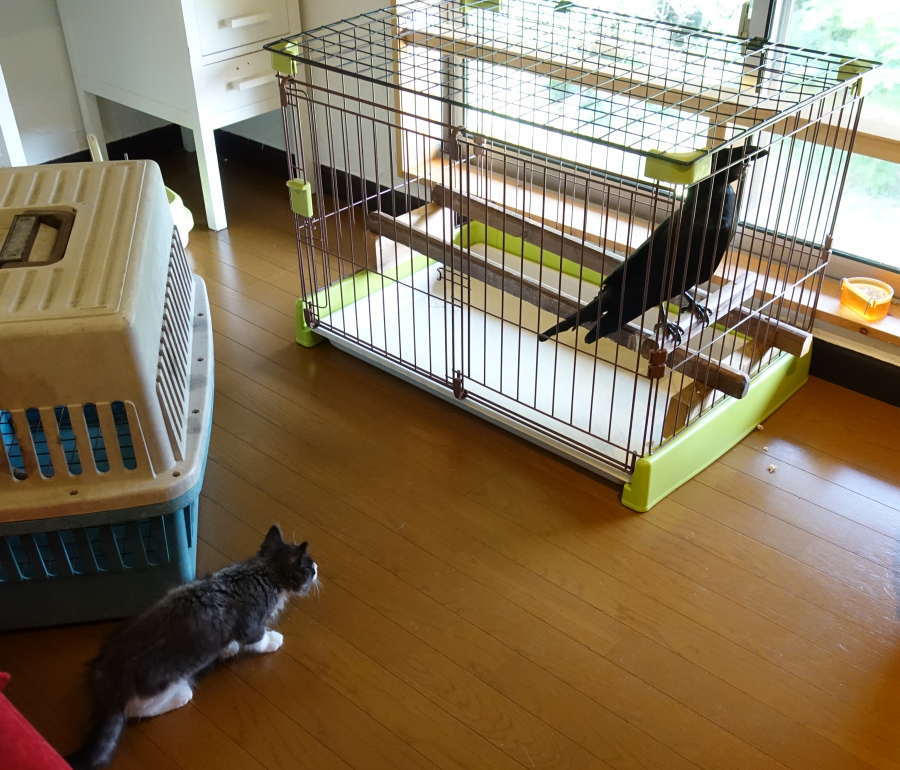 カラスの飼育ケージ