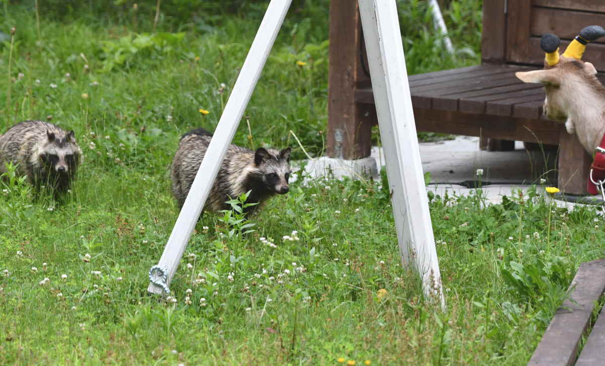 タヌキとヤギ