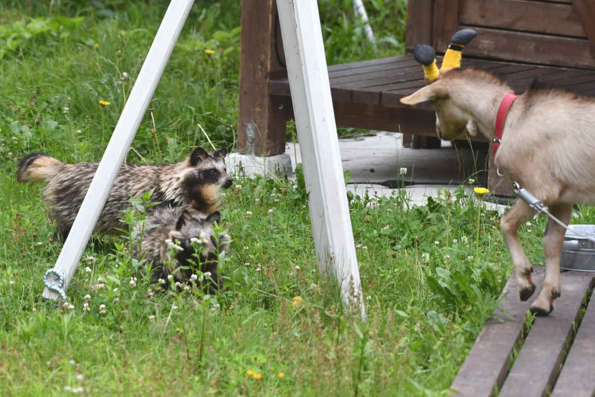 タヌキとヤギ
