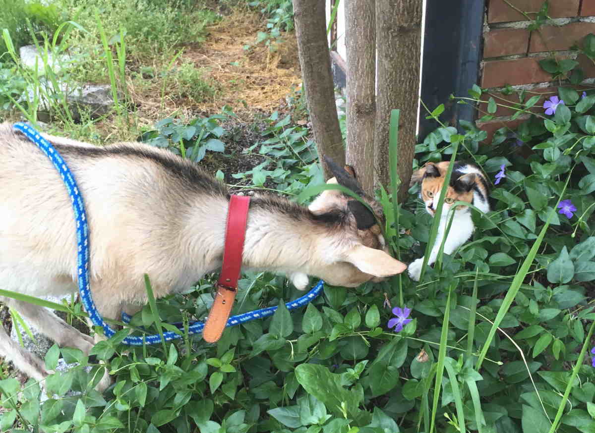 猫とヤギ