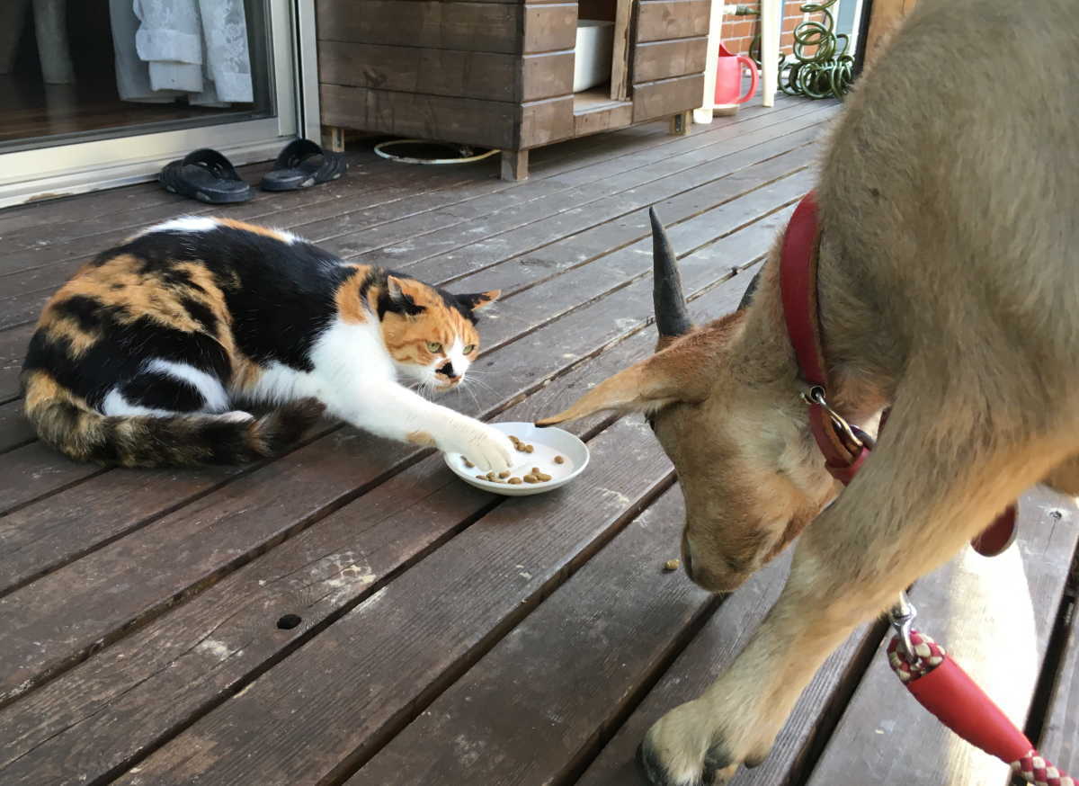 猫とヤギ