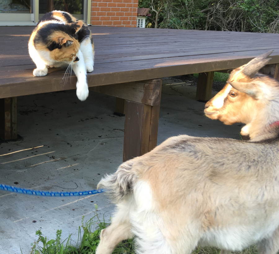 猫とヤギ