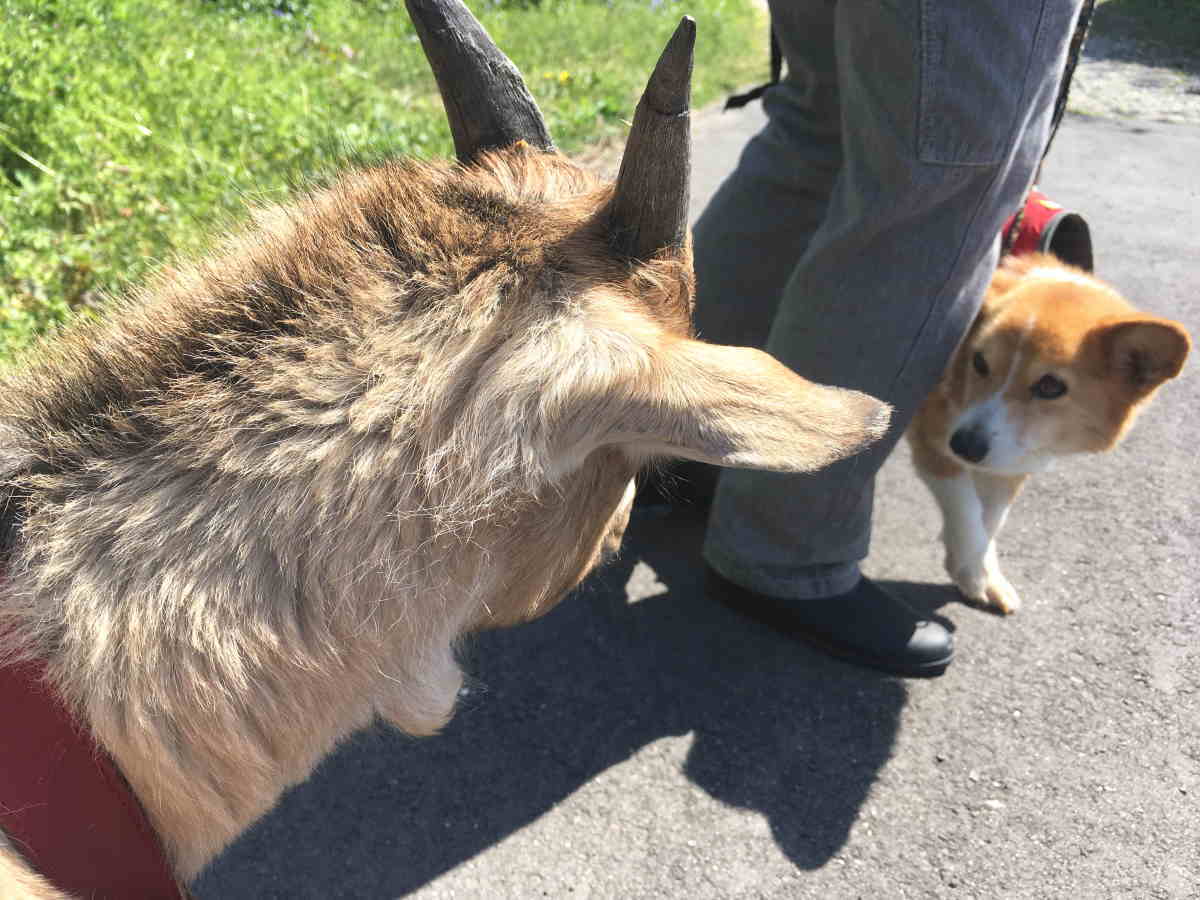 犬とヤギ