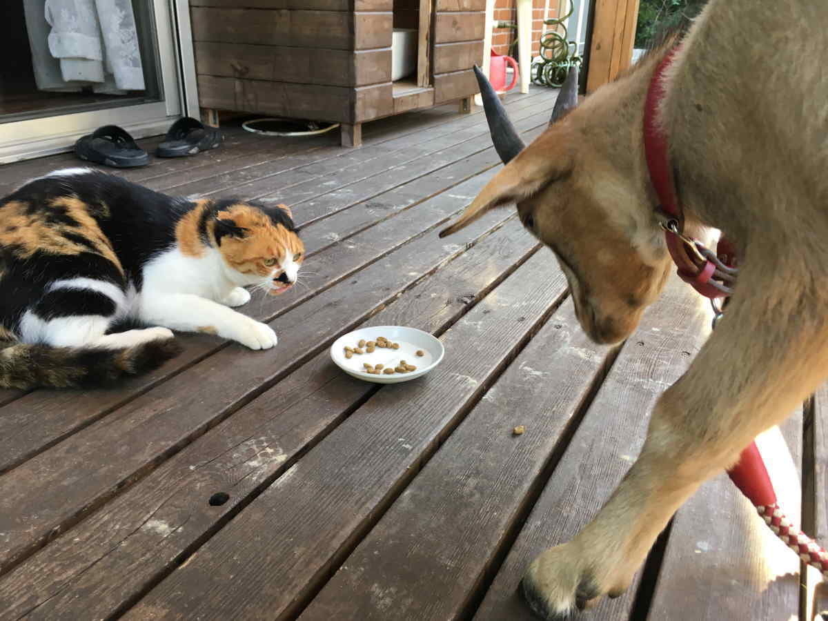 猫とヤギ
