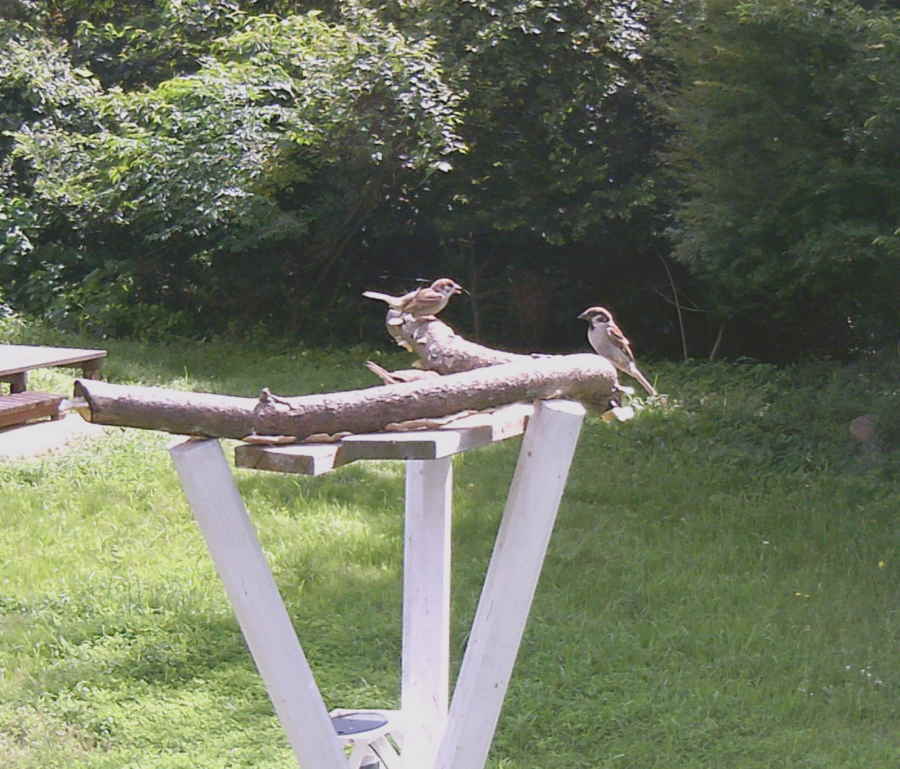 定点カメラの雀