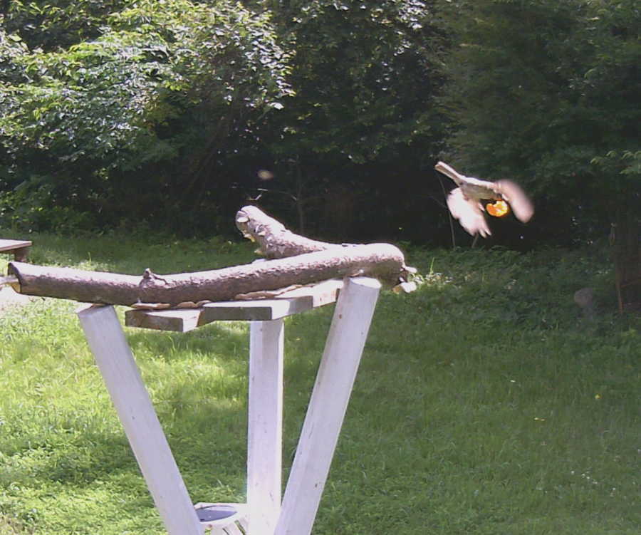 定点カメラの雀