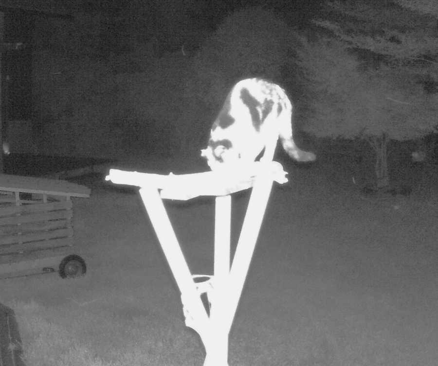 定点カメラの野良猫