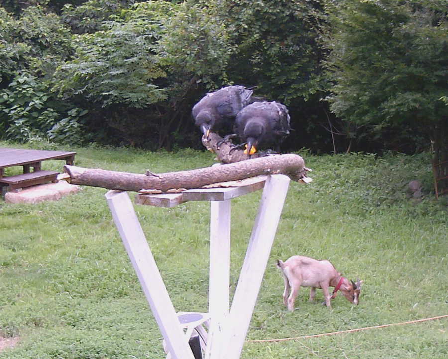 定点カメラの野良猫