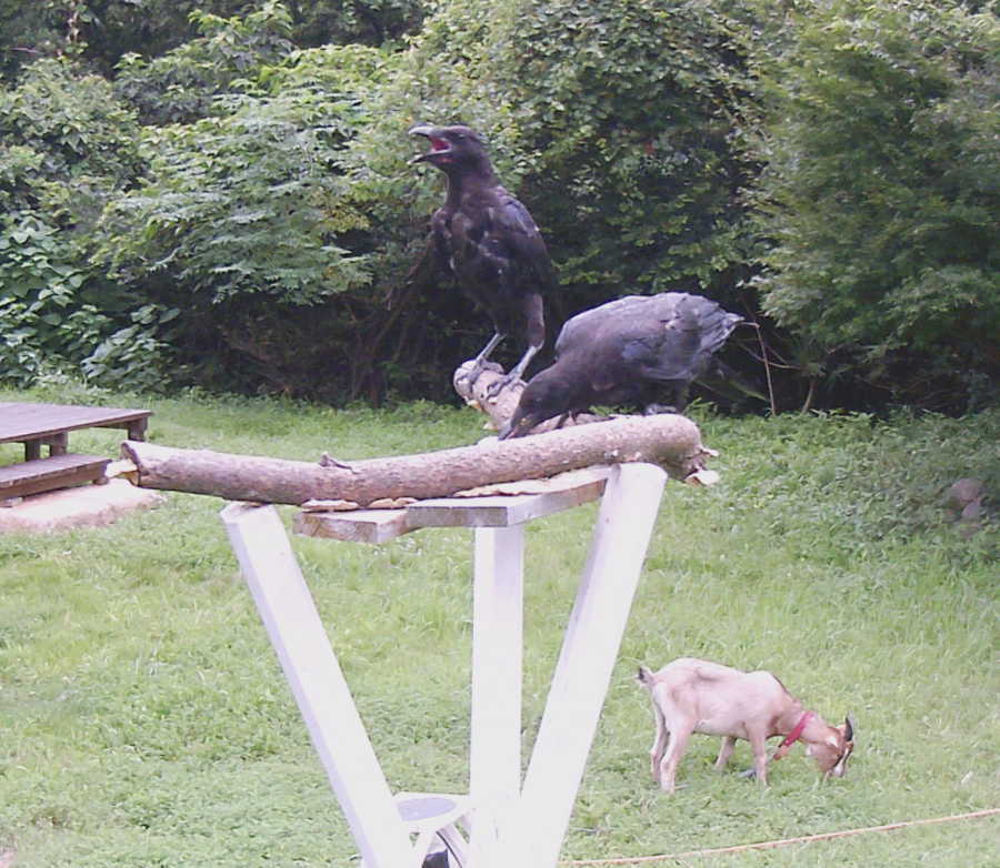 定点カメラの野良猫