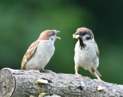 スズメの親子