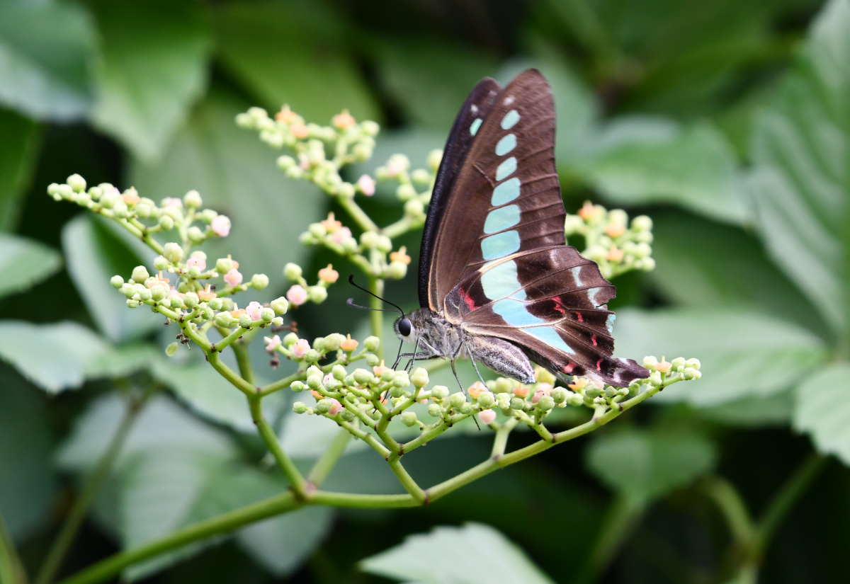 アオスジアゲハ