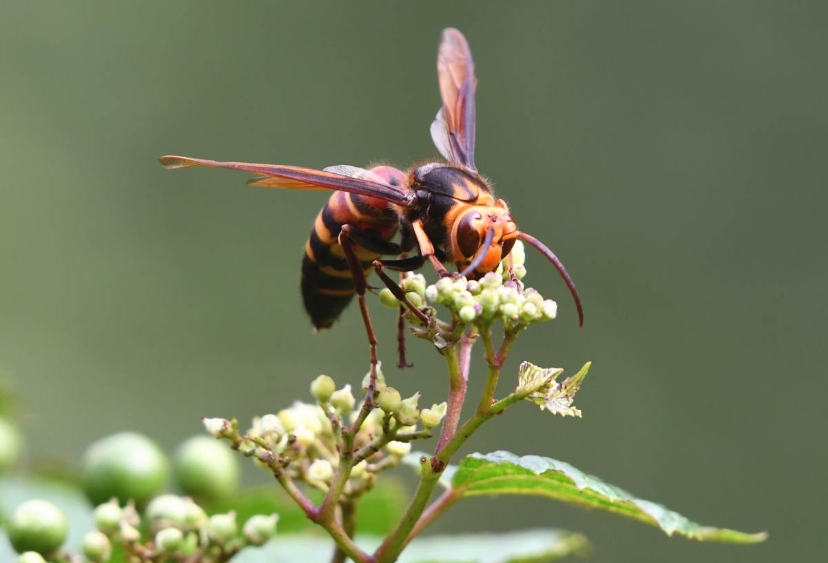 スズメバチ