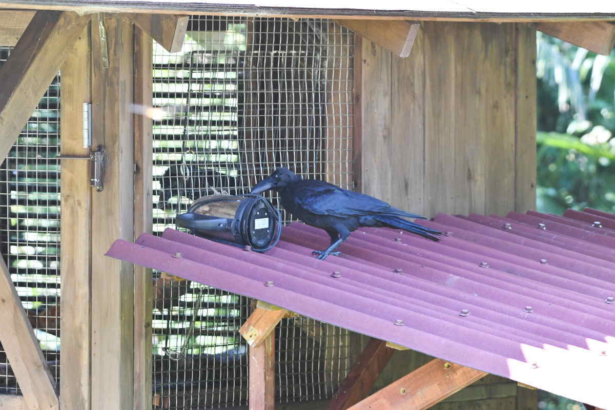 ハシブトガラス