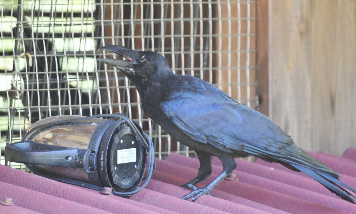 ハシブトガラス