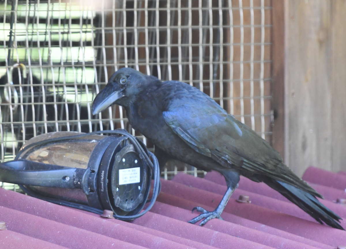 ハシブトガラス