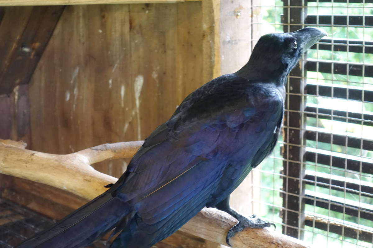 ハシブトガラス