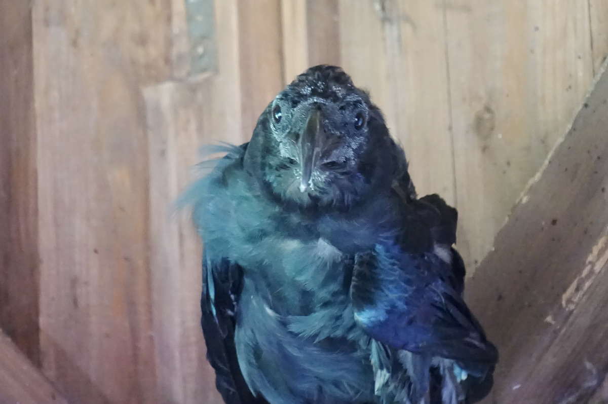 ハシブトガラス