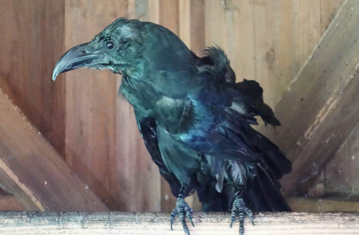 ハシブトガラス