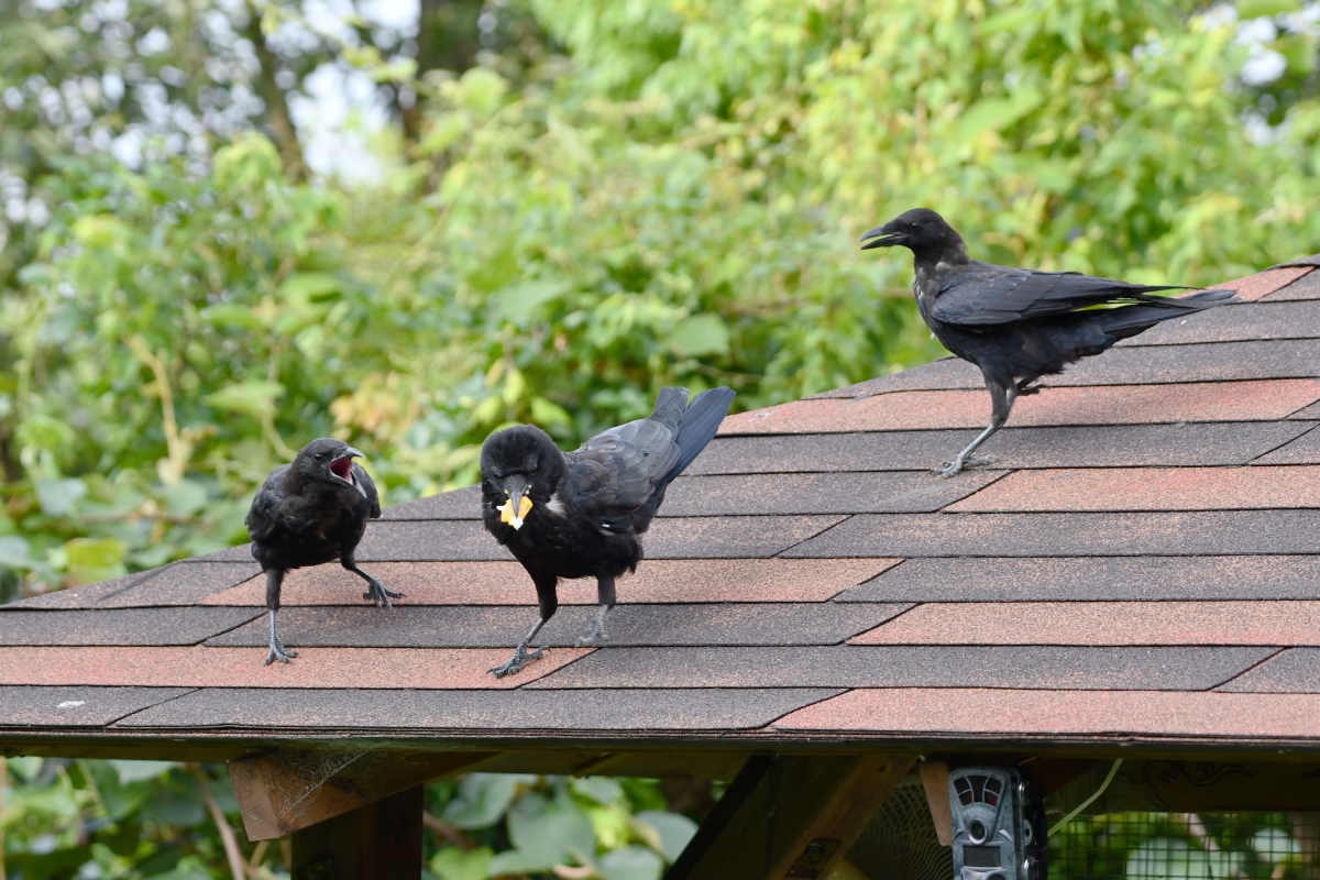 ハシボソガラス