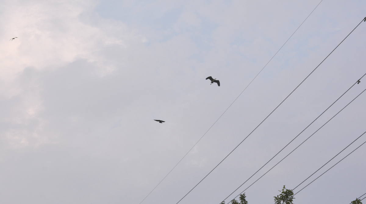 ハシボソガラス