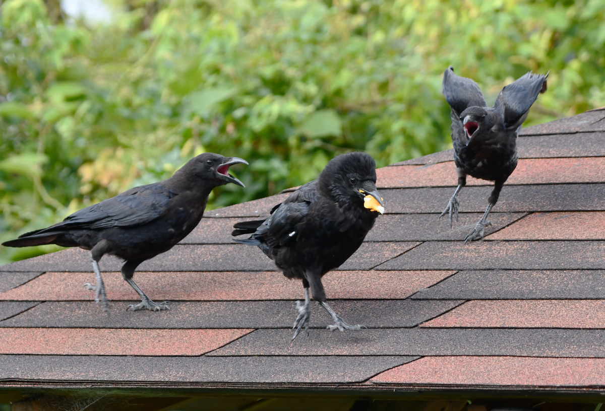 ハシボソガラス