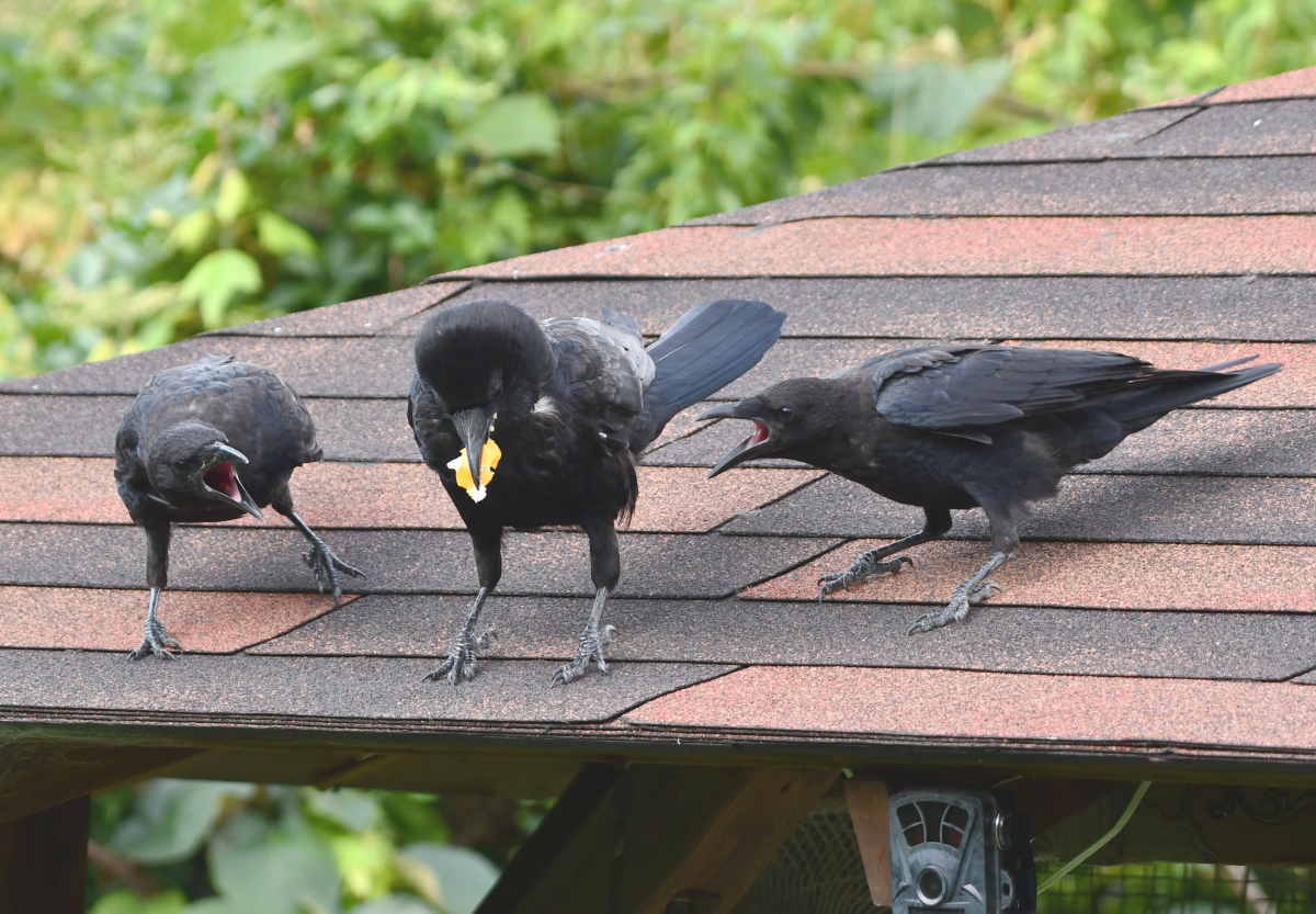 ハシボソガラス