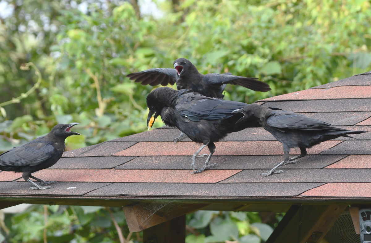 ハシボソガラス