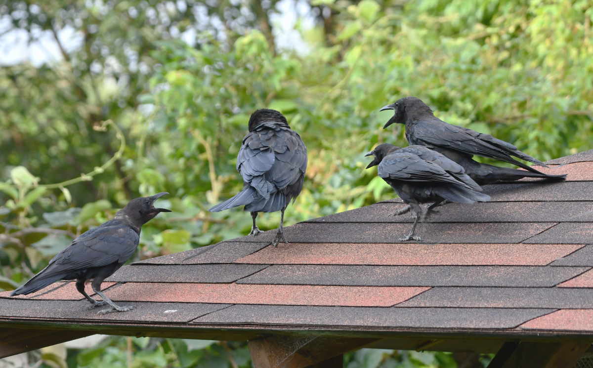 ハシボソガラス